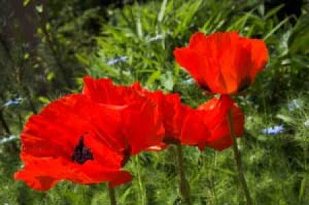 Closeup of red poppies.