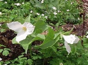 Growing: Snow Trillium (Wake-Robin)