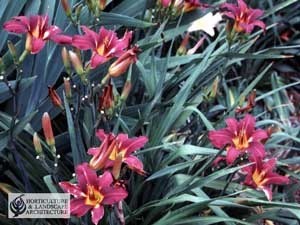 daylilies