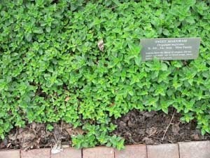 Growing: Marjoram