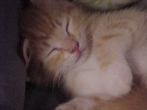 yellow cat sleeping