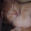 yellow cat sleeping