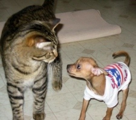 Tiny tan dog next to tabby cat.