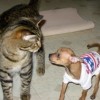 Tiny tan dog next to tabby cat.