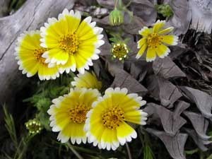 Yellow and white flowers