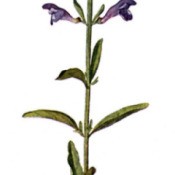 Growing: Hyssop