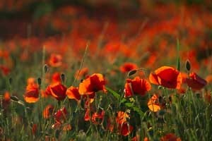 Field of orange poppies.