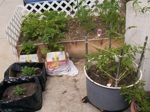Raised Veggie Garden - lined boxes and washing machine tub planters