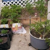 Raised Veggie Garden - lined boxes and washing machine tub planters