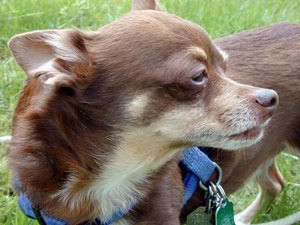 Breed Information: Chihuahua