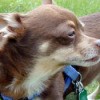 Breed Information: Chihuahua
