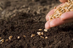 How Long Are Seeds Good For?