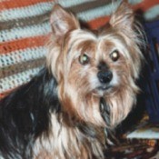 Toby (Yorkshire Terrier)