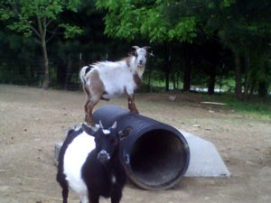 One goat on plastic corrgated pipe and other standing in yard.