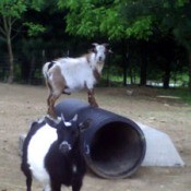 One goat on plastic corrgated pipe and other standing in yard.