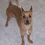 Brown dog with pointy ears.