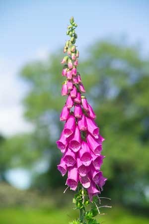 dark pink flower stalk