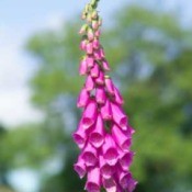 dark pink flower stalk
