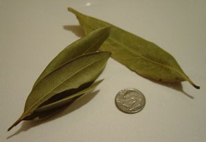 Growing: Bay - bay leaves