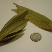 Growing: Bay - bay leaves