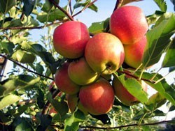 apples on tree