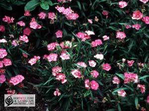 Pink dianthus flowers.