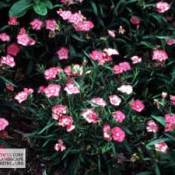 Pink dianthus flowers.