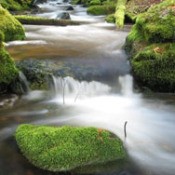 moss covered stones