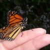 monarch butterly