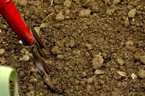 Gardening fork in rocky soil.