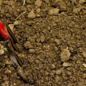 Gardening fork in rocky soil.
