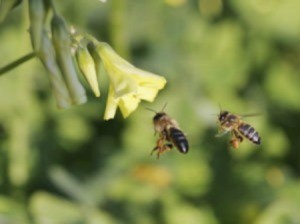 A Honey of a Deal for Your Garden!