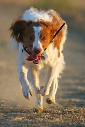 Dog running on a lead.