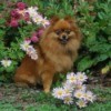 Red Pomeranian sitting in a garden bed