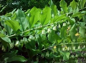 Solomon's Seal