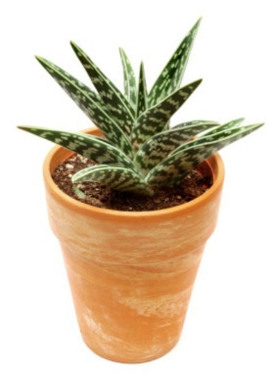 Houseplants That Are Easy to Grow