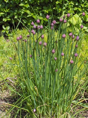 chives in bloom