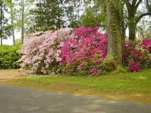 flowering shrubs