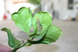 curled lemon leaves