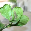curled lemon leaves