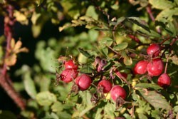 rose hips