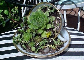 succulents planted in a cup and saucer