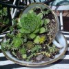 succulents planted in a cup and saucer