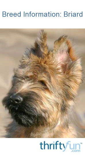 Breed Information Briard Thriftyfun