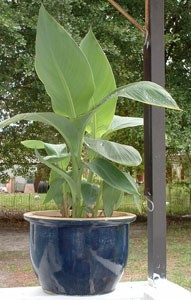 canna lily in pot