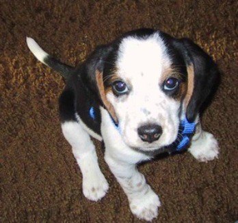 Spot (Beagle)