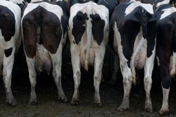 Picture of the rear ends of 5 black and white cows.