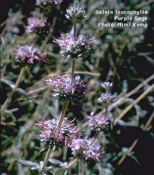 Sage flowers