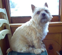 Dog on Chair