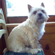 Dog on Chair